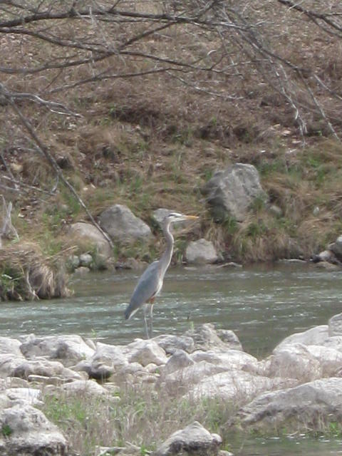 Great Blue Heron along the river.